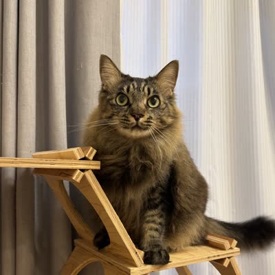 こもも。茶トラの長毛の猫が、キャットタワーの上に座っている