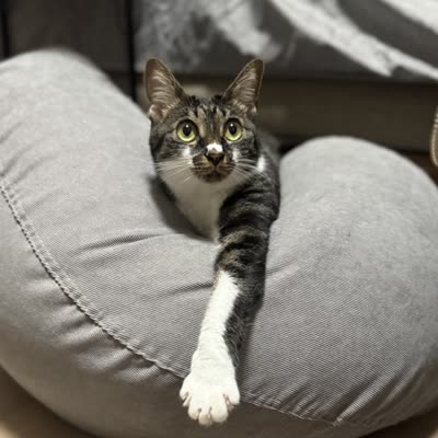 こより。白と茶トラの短毛の猫が、クッションの上でくつろいでいる